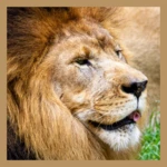 Logo of Lion Wallpaper android Application 