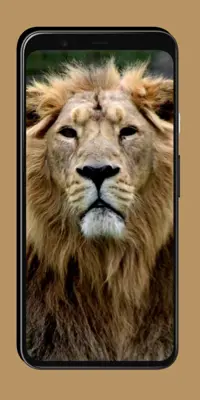 Lion Wallpaper android App screenshot 0