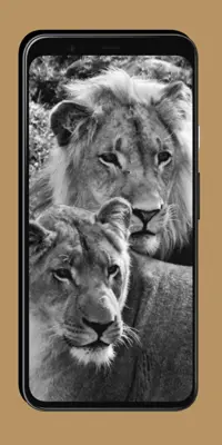 Lion Wallpaper android App screenshot 2