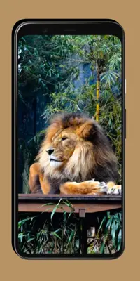 Lion Wallpaper android App screenshot 4