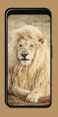 Lion Wallpaper android App screenshot 5