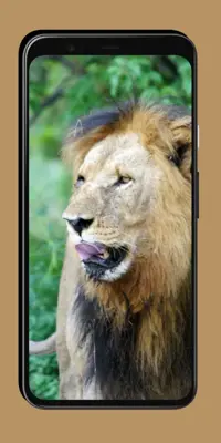 Lion Wallpaper android App screenshot 7